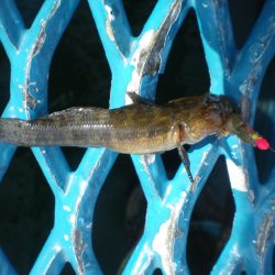 オリジナルメーカー海づり公園(市原市海づり施設) 釣果