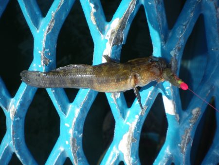 オリジナルメーカー海づり公園(市原市海づり施設) 釣果