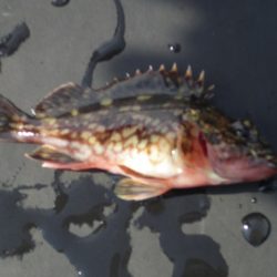 オリジナルメーカー海づり公園(市原市海づり施設) 釣果