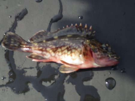 オリジナルメーカー海づり公園(市原市海づり…