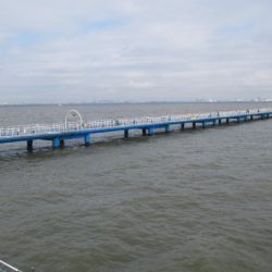 オリジナルメーカー海づり公園(市原市海づり施設) 釣果