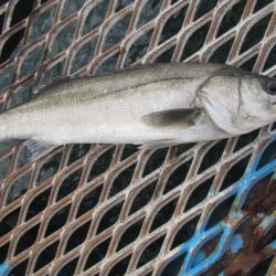 オリジナルメーカー海づり公園(市原市海づり施設) 釣果