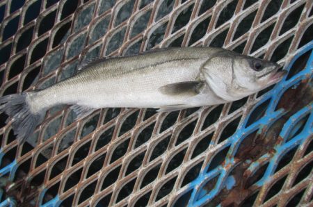 オリジナルメーカー海づり公園(市原市海づり…