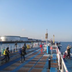 オリジナルメーカー海づり公園(市原市海づり施設) 釣果