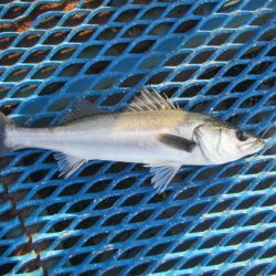 オリジナルメーカー海づり公園(市原市海づり施設) 釣果