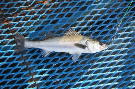 オリジナルメーカー海づり公園(市原市海づり施設) 釣果