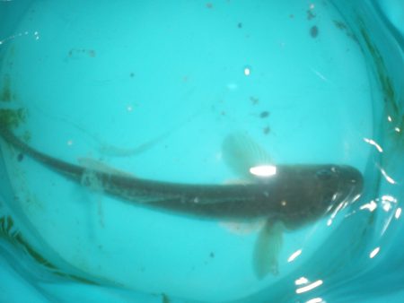 オリジナルメーカー海づり公園(市原市海づり施設) 釣果