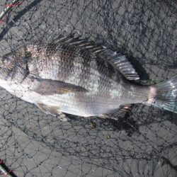オリジナルメーカー海づり公園(市原市海づり施設) 釣果