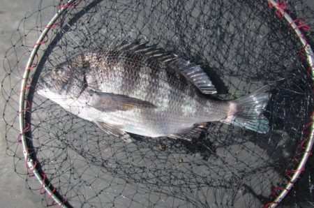 オリジナルメーカー海づり公園(市原市海づり…