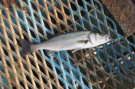 オリジナルメーカー海づり公園(市原市海づり…