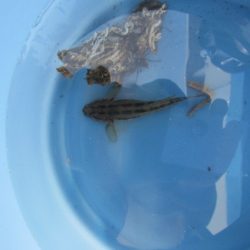 オリジナルメーカー海づり公園(市原市海づり施設) 釣果