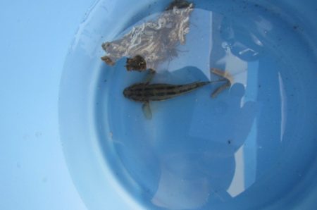 オリジナルメーカー海づり公園(市原市海づり施設) 釣果