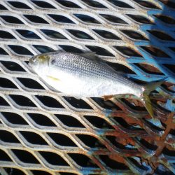 オリジナルメーカー海づり公園(市原市海づり施設) 釣果