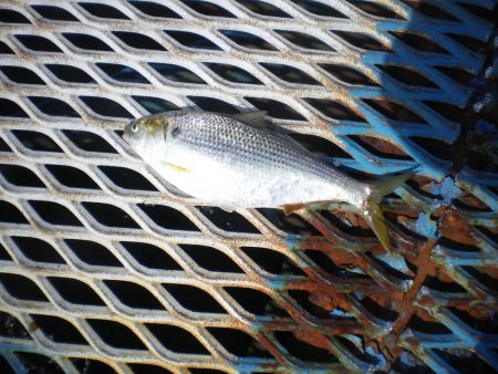 オリジナルメーカー海づり公園(市原市海づり施設) 釣果