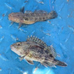 オリジナルメーカー海づり公園(市原市海づり施設) 釣果