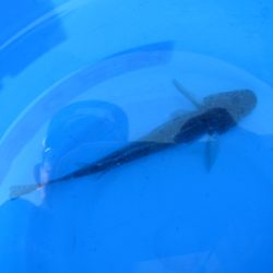 オリジナルメーカー海づり公園(市原市海づり施設) 釣果