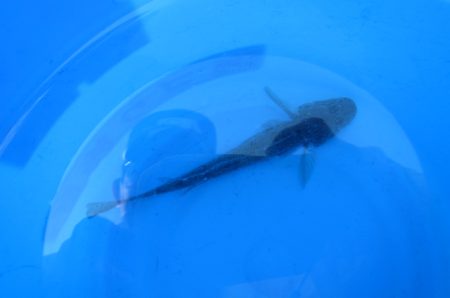 オリジナルメーカー海づり公園(市原市海づり施設) 釣果