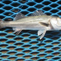 オリジナルメーカー海づり公園(市原市海づり施設) 釣果