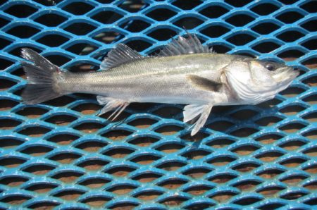 オリジナルメーカー海づり公園(市原市海づり施設) 釣果