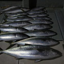 クルーズ 釣果