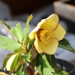 小菅トラウトガーデン 釣果