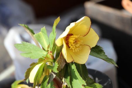 小菅トラウトガーデン 釣果