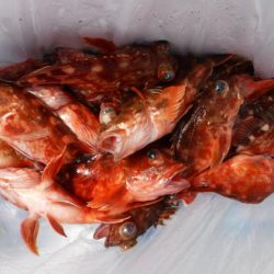 遊漁船 幸友丸 釣果