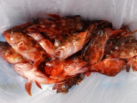 遊漁船 幸友丸 釣果