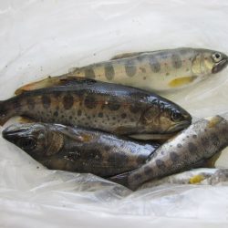 狩野川（狩野川漁業協同組合） 釣果