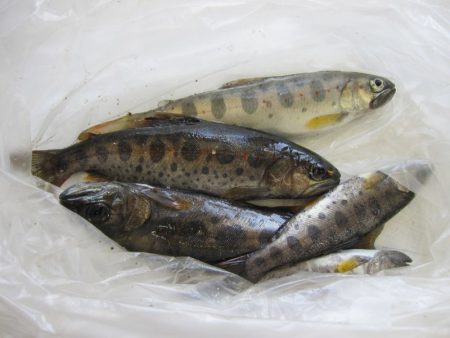 狩野川（狩野川漁業協同組合） 釣果