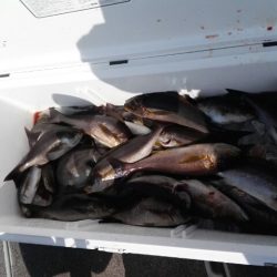 第二大福丸 釣果