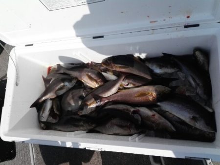 第二大福丸 釣果