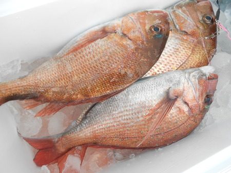 こうゆう丸 釣果