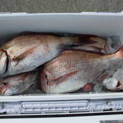 大進丸(新潟) 釣果