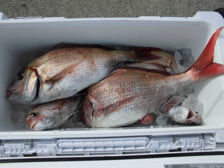 大進丸(新潟) 釣果