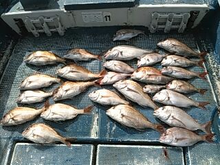 フィッシングガイド りょう 釣果