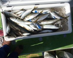 久里浜黒川本家 釣果