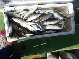久里浜黒川本家 釣果