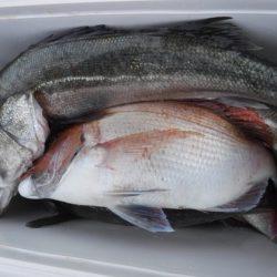 遊漁船 幸友丸 釣果