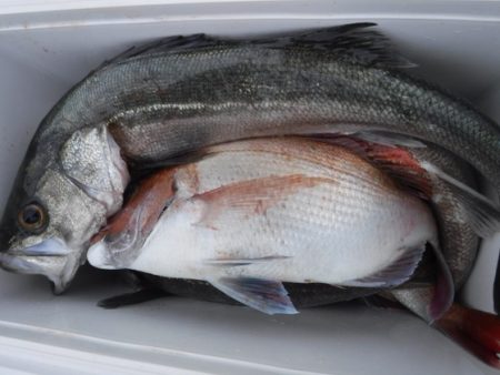 遊漁船 幸友丸 釣果