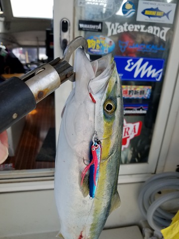 遊漁船 ニライカナイ 釣果