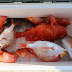 へいみつ丸 釣果