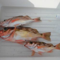 大進丸(新潟) 釣果