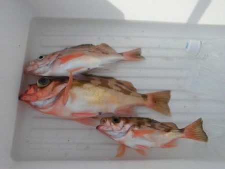 大進丸(新潟) 釣果