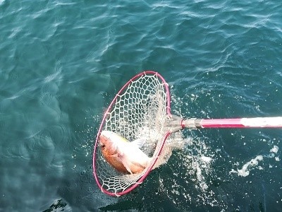 IDATEN（イダテン） 釣果