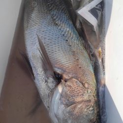 遊漁船 新鋭丸 釣果