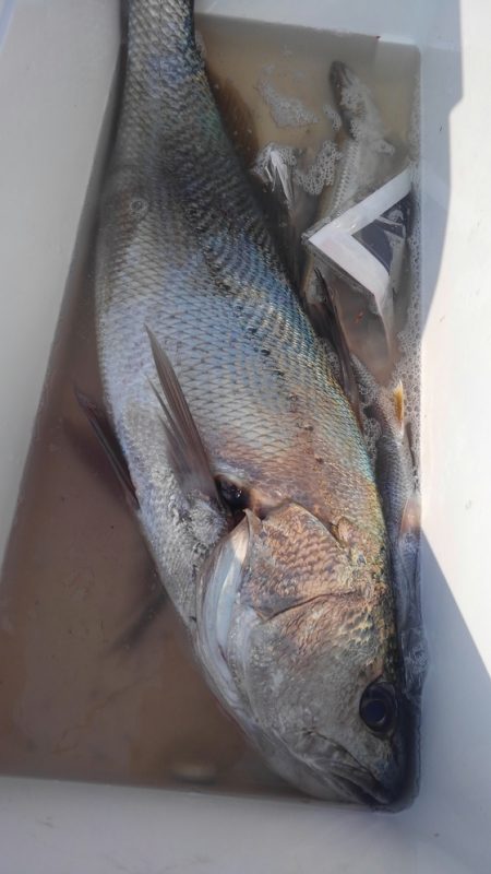 遊漁船 新鋭丸 釣果