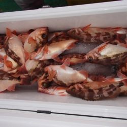 第二むつ漁丸 釣果