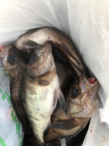 第二辰丸 釣果