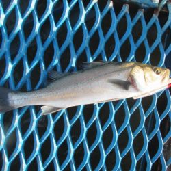 オリジナルメーカー海づり公園(市原市海づり施設) 釣果